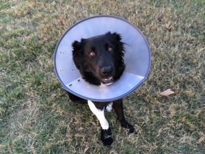 cone-of-shame-2093433_1920