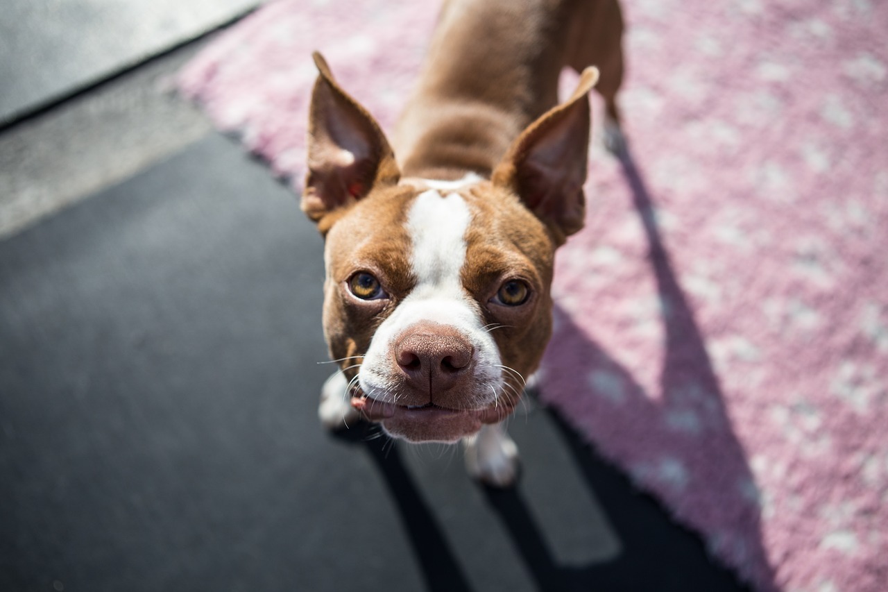 boston-terrier-pup-1752894_1280