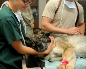 veterinary-85925_1280